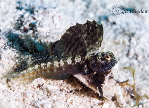 Sailfin Blenny that was living in remnants of a dead sea ... by Patricia Sinclair 
